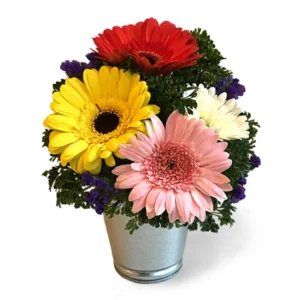 Holland Daisy Gerberas Flower in Tin Pot