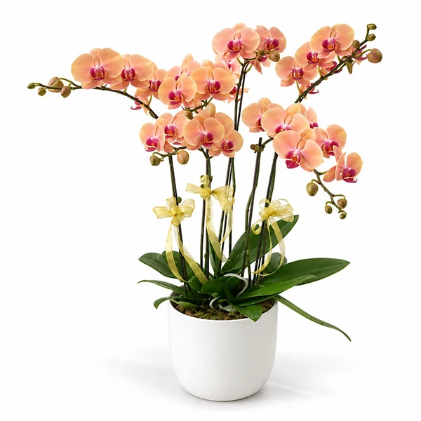 Orange Phalaenopsis orchid plant in white ceramic pot. Delivery within Klang Valley.